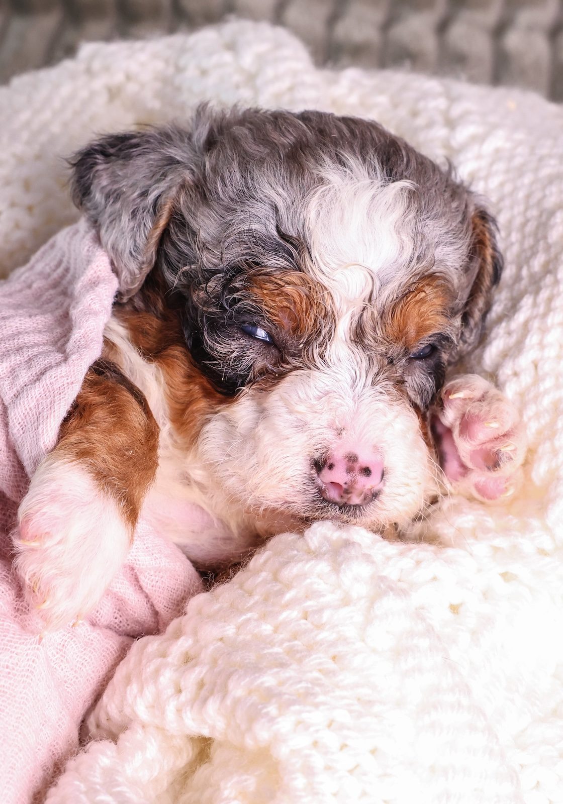 micro mini bernedoodle for sale