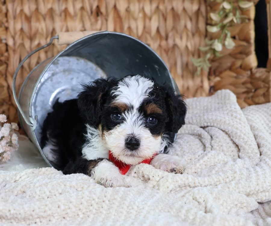 micro mini munchkin bernedoodles for sale