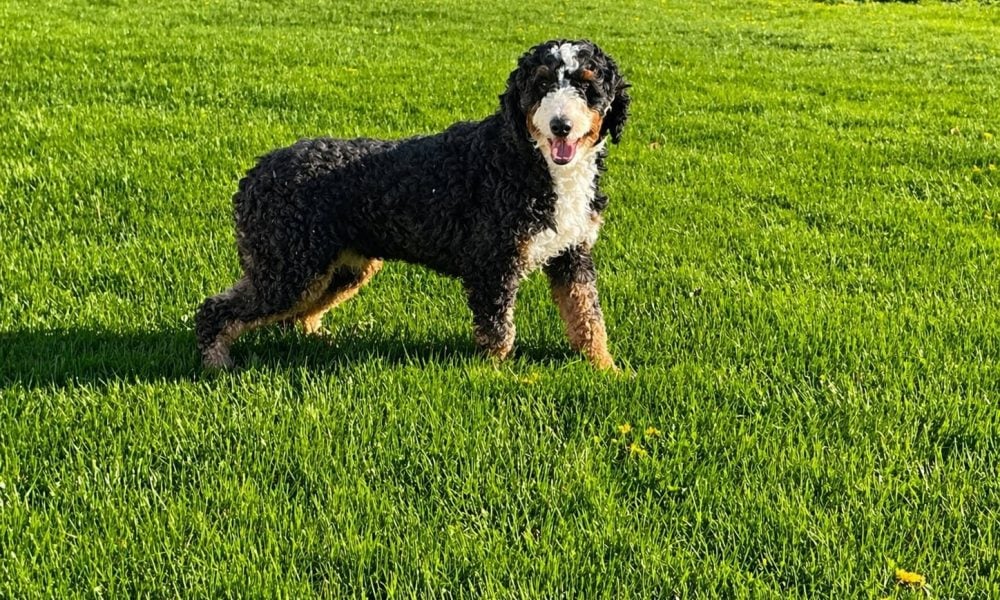 Micro Mini Bernedoodle parent – Bush