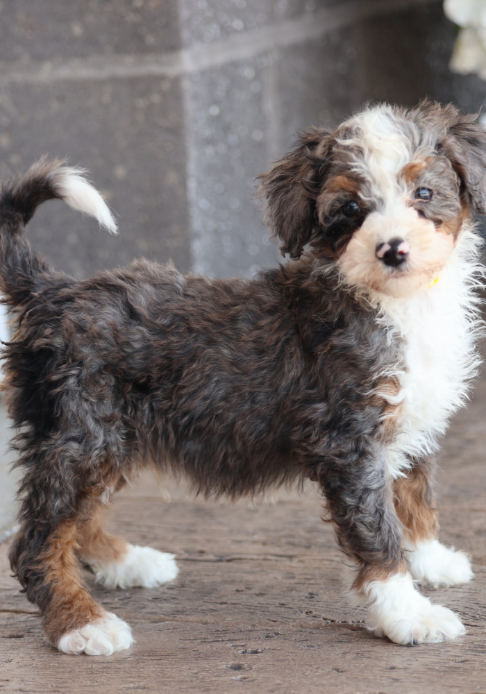 micro mini bernedoodle puppies for sale micro mini bernedoodle puppies for sale
