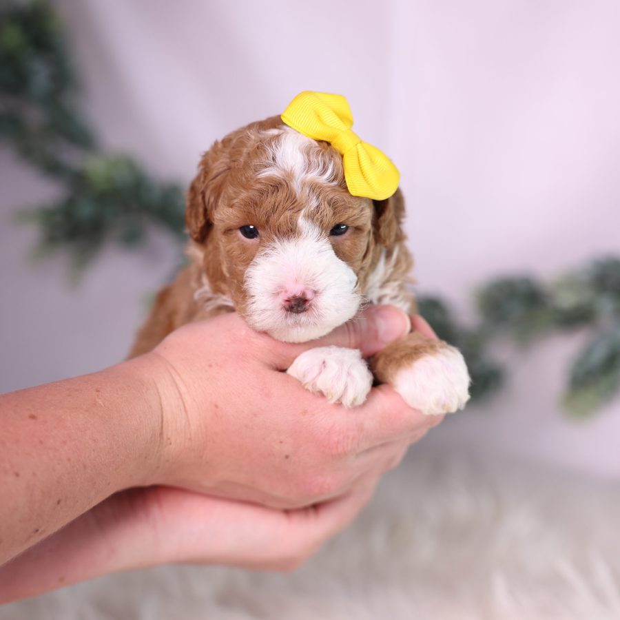 micro mini bernedoodle puppy