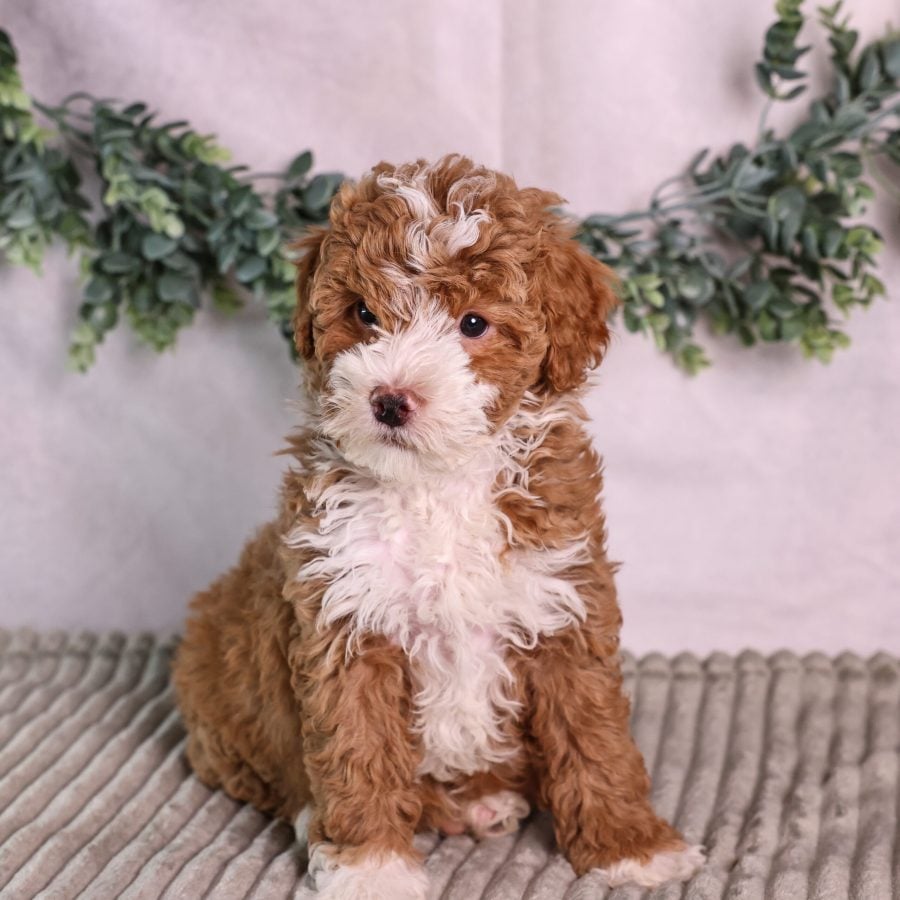 micro mini bernedoodle puppy