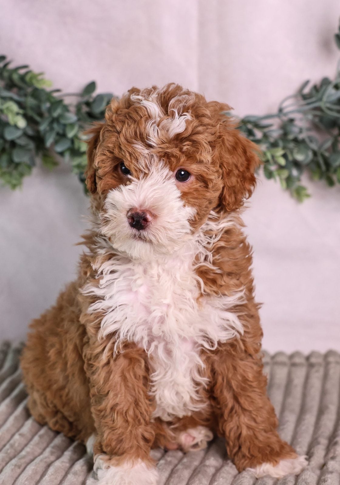 micro mini bernedoodle puppy