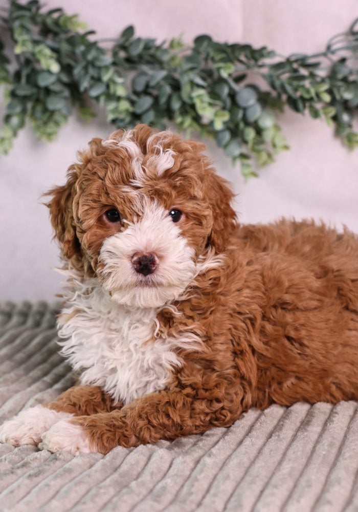 micro mini bernedoodle puppy for sale