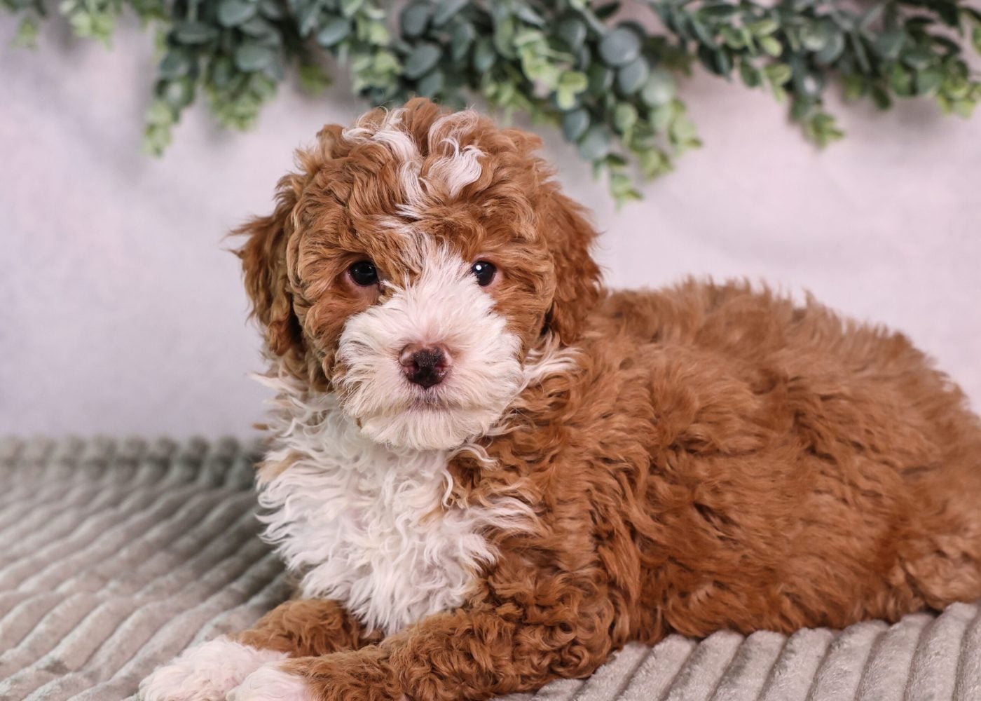 micro mini bernedoodle puppy for sale