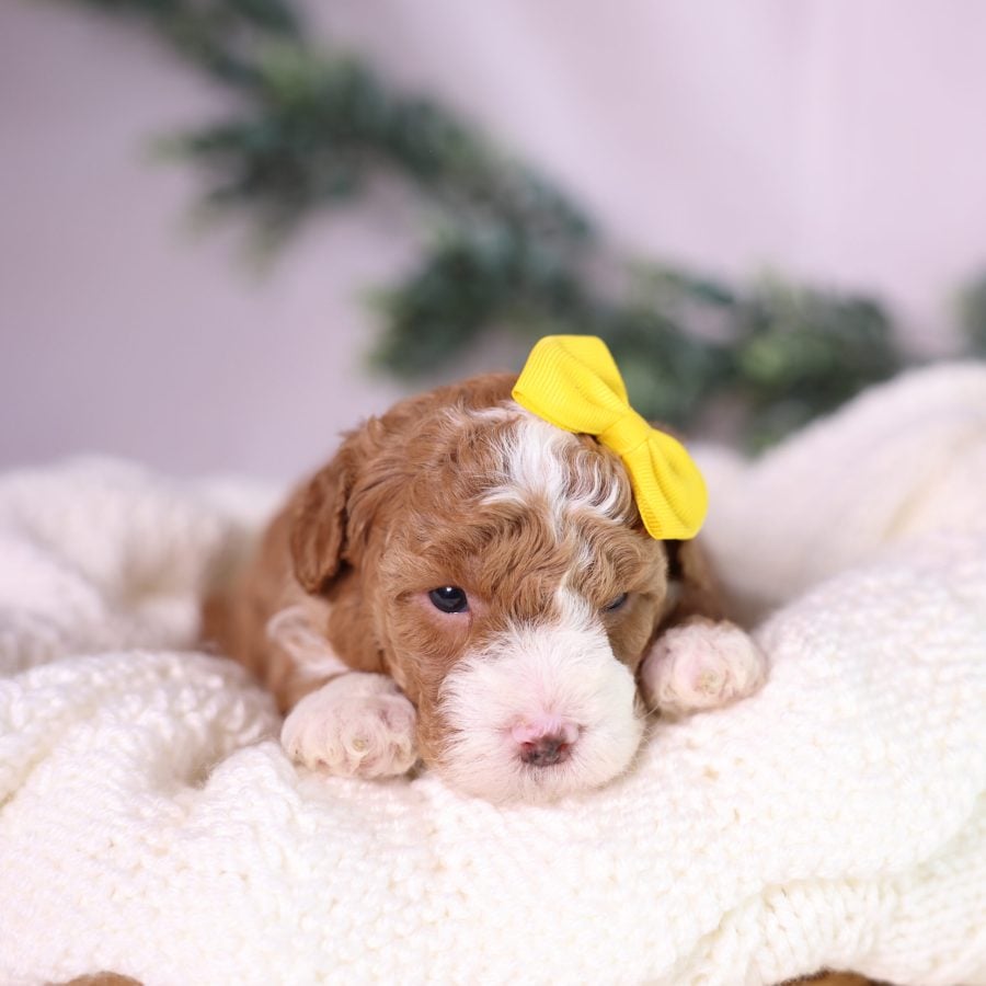 micro mini bernedoodle puppy for sale near me