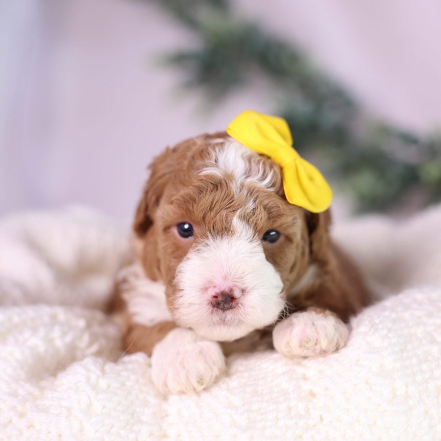 micro mini bernedoodle puppy for sale pa