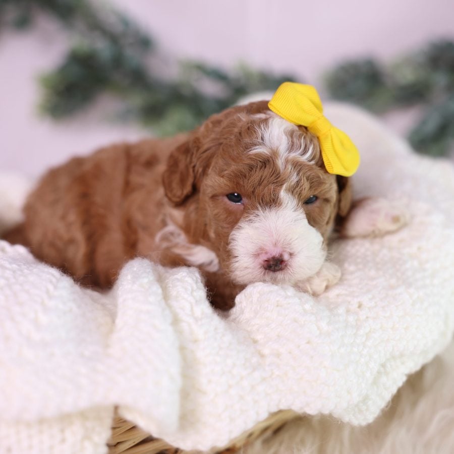 micro mini bernedoodle puppy for sale