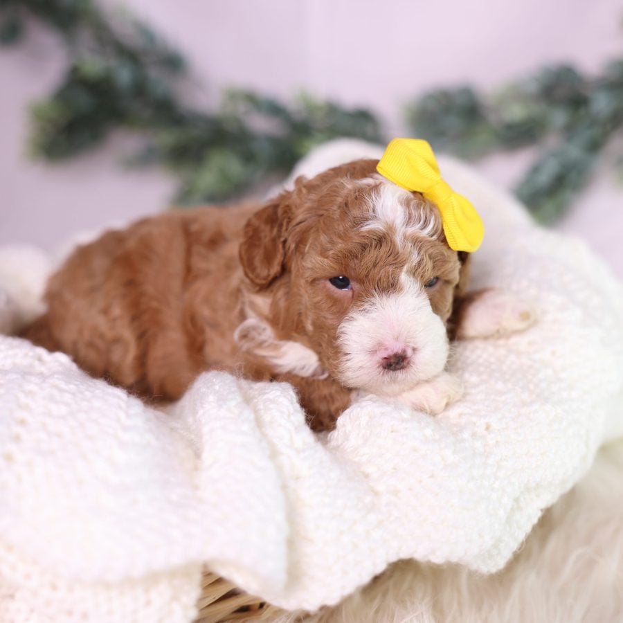 micro mini bernedoodle puppy pa