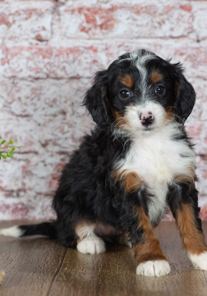 micro mini bernedoodle paw tale puppies