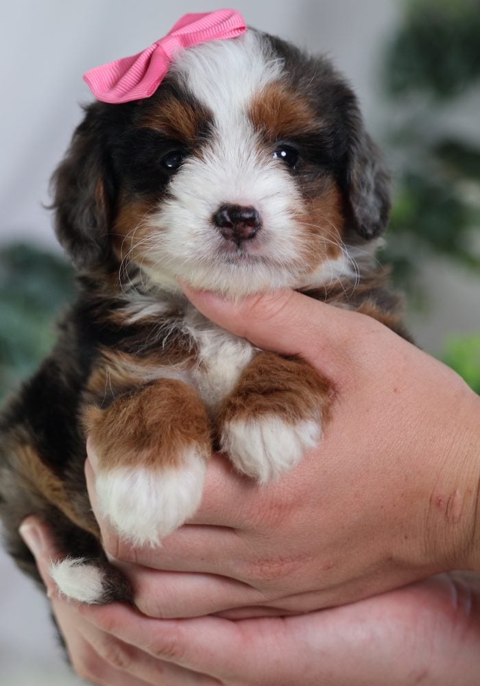 micro mini bernedoodles micro mini bernedoodles