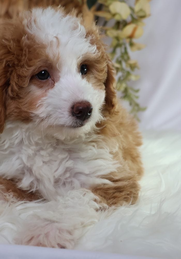 micro mini bernedoodles