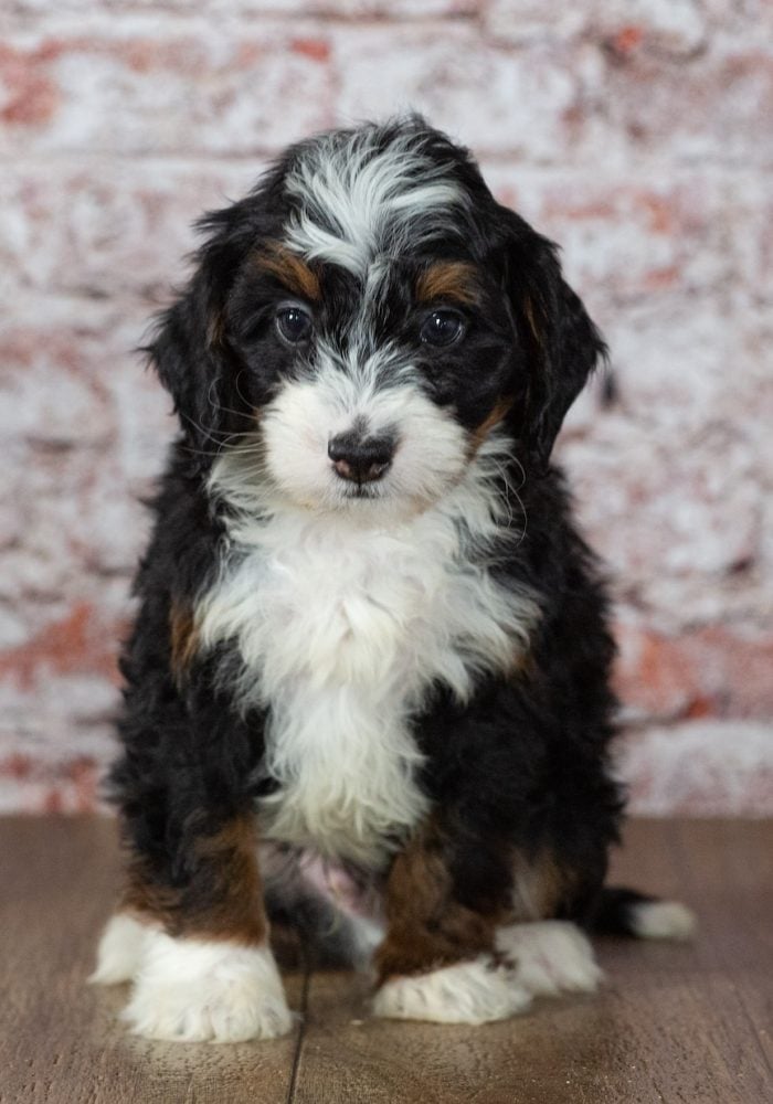 mini bernedoodle