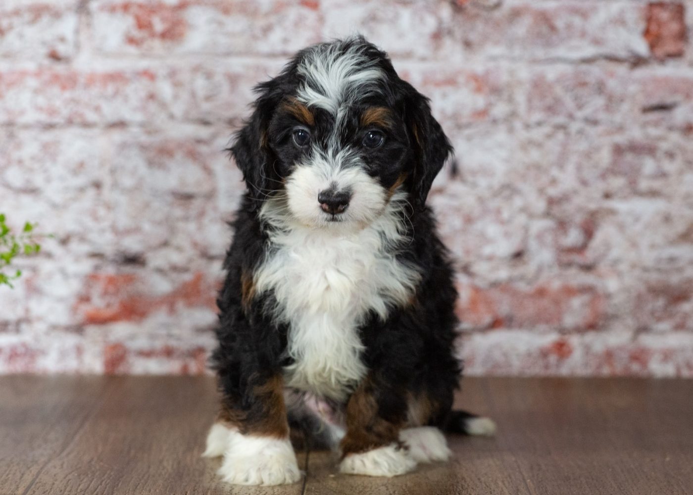 mini bernedoodle