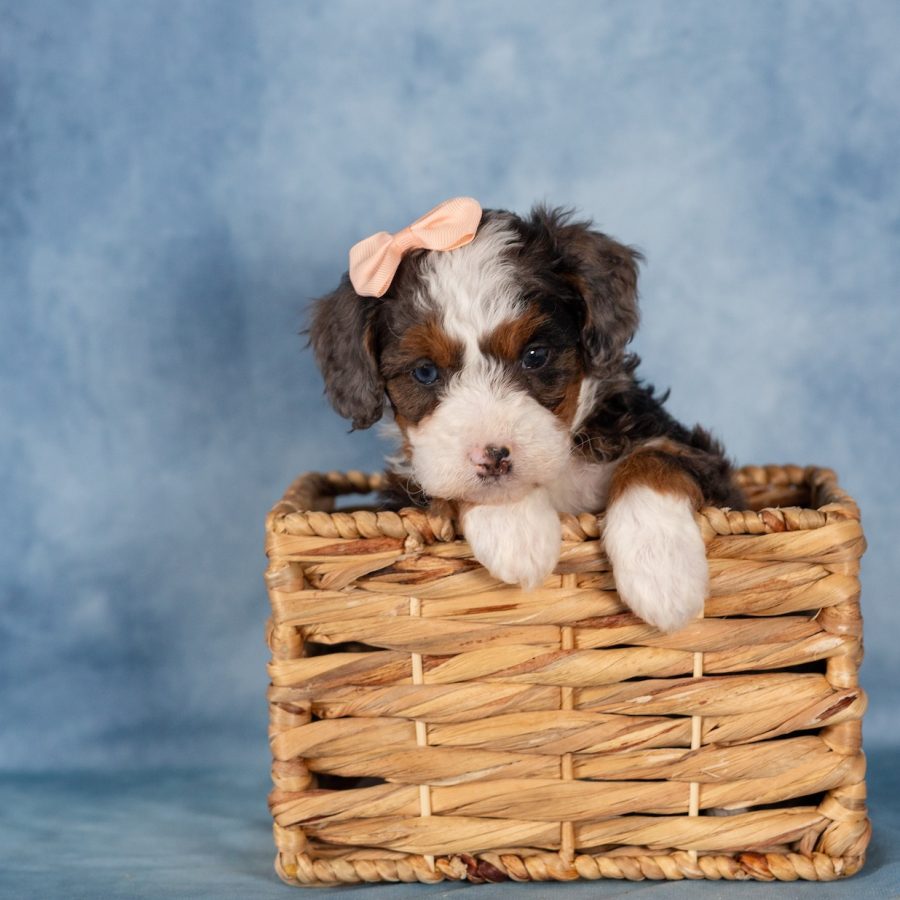 mini bernedoodle