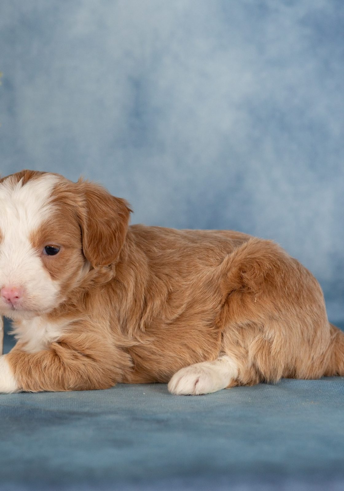 mini bernedoodle breeders