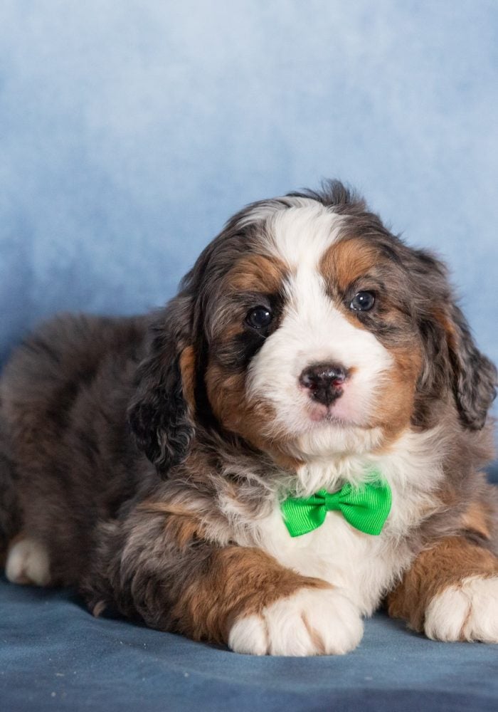 mini bernedoodle breeders