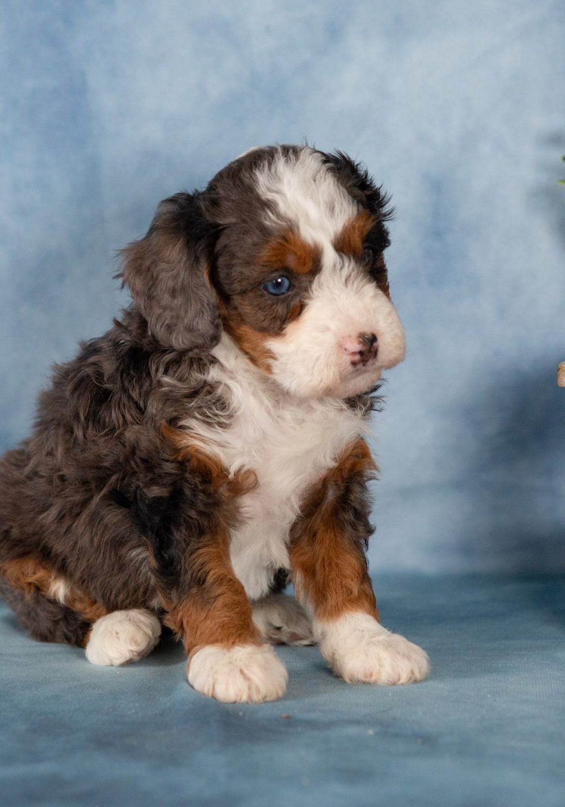 mini bernedoodle for sale