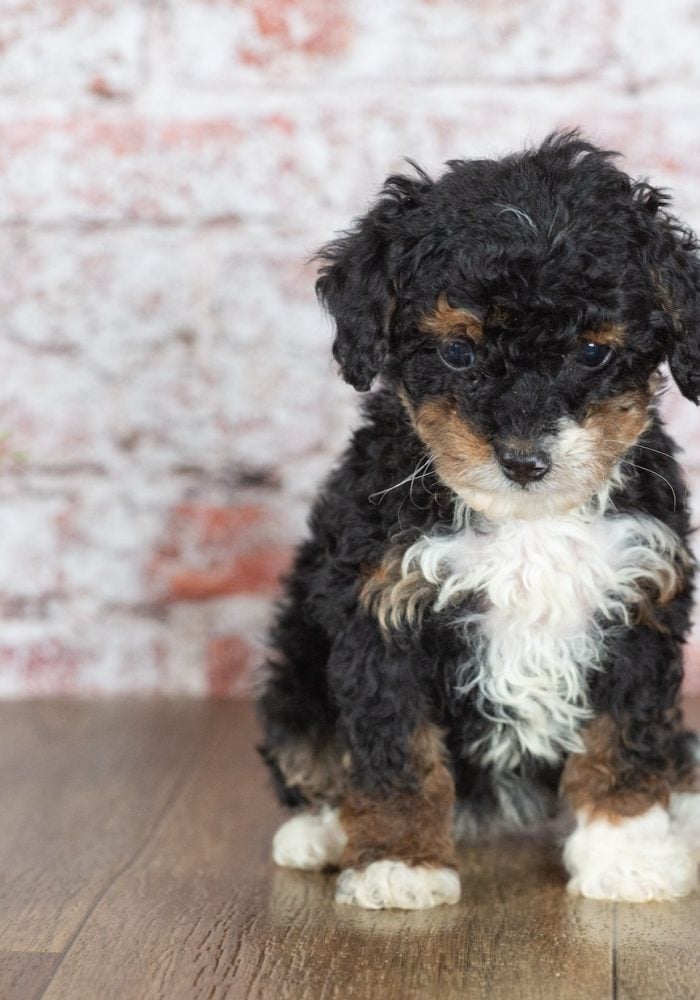 mini bernedoodle for sale