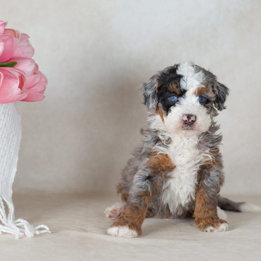 mini bernedoodle merle puppies for sale