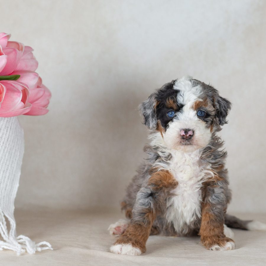 mini bernedoodle merle puppies