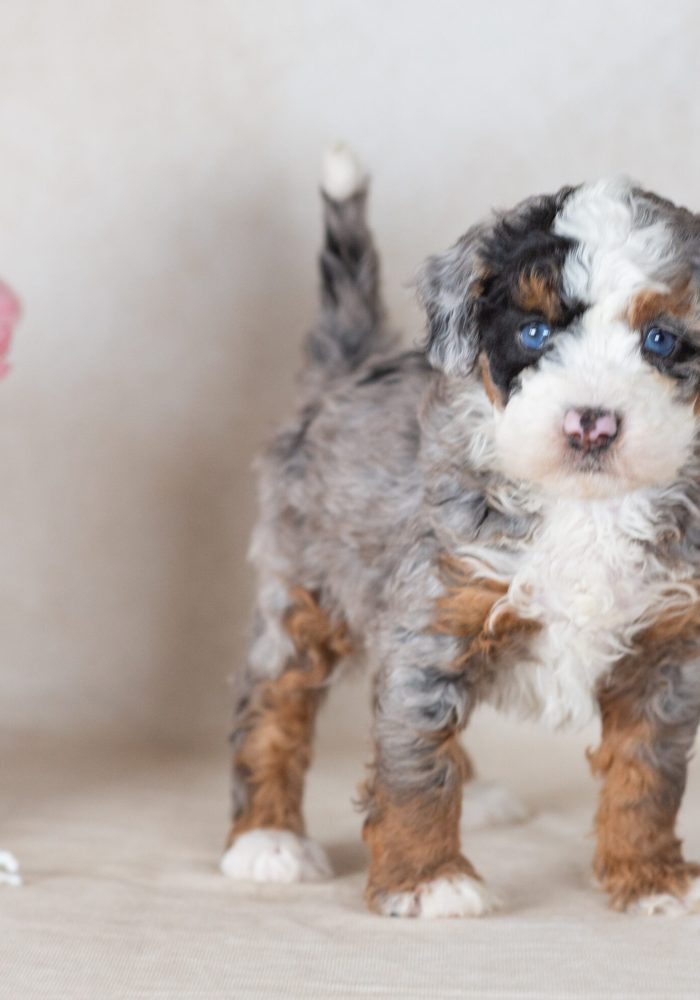 mini bernedoodle merle puppy for sale