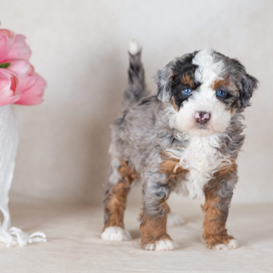 mini bernedoodle merle puppy for sale