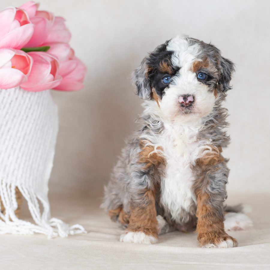 mini bernedoodle merle puppy