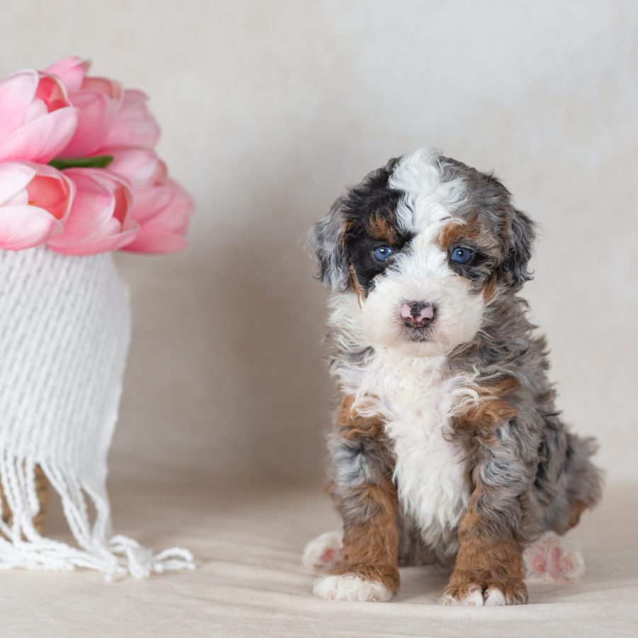 mini bernedoodle merle