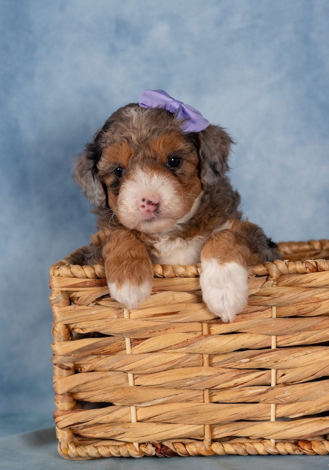 mini bernedoodle near me