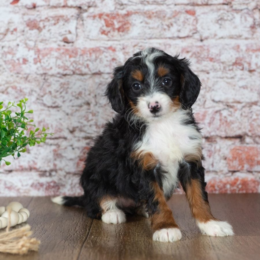 mini bernedoodle near me