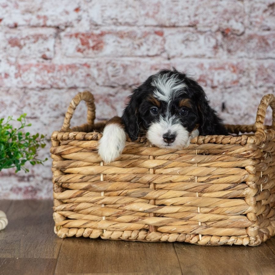 mini bernedoodle puppies