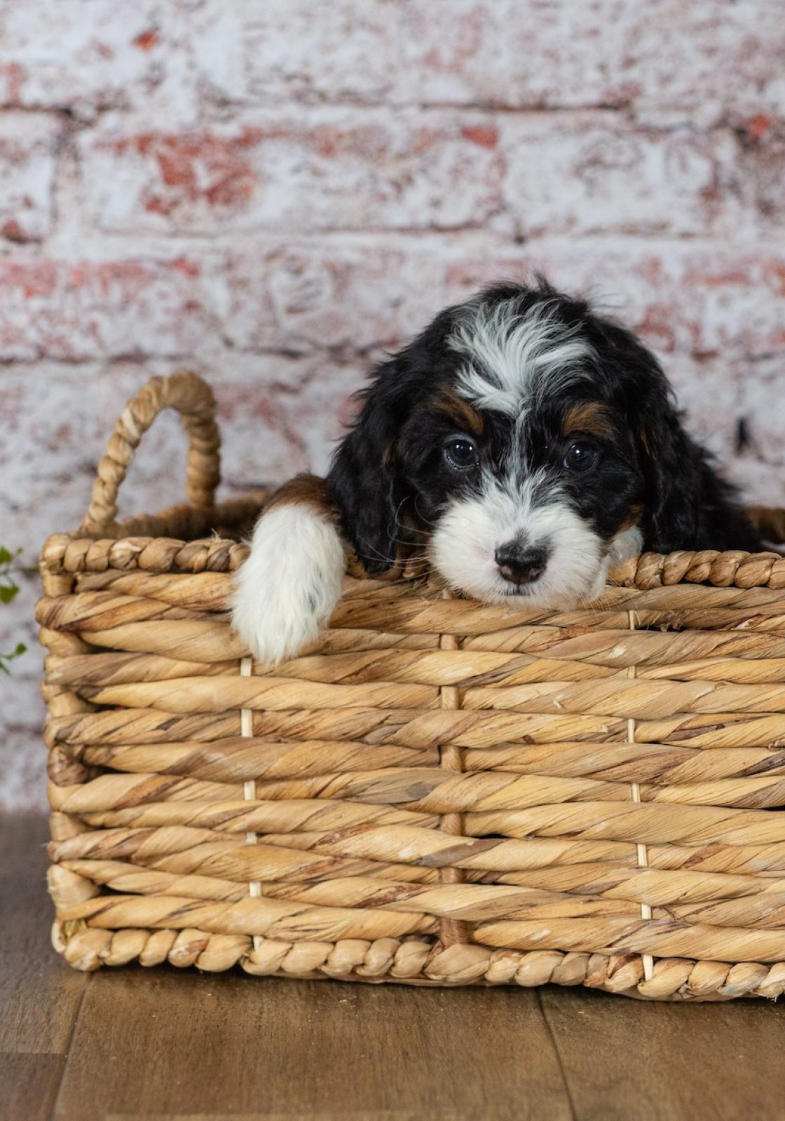 mini bernedoodle puppies