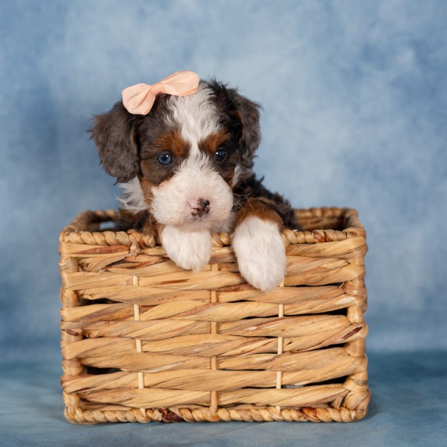 mini bernedoodle puppies