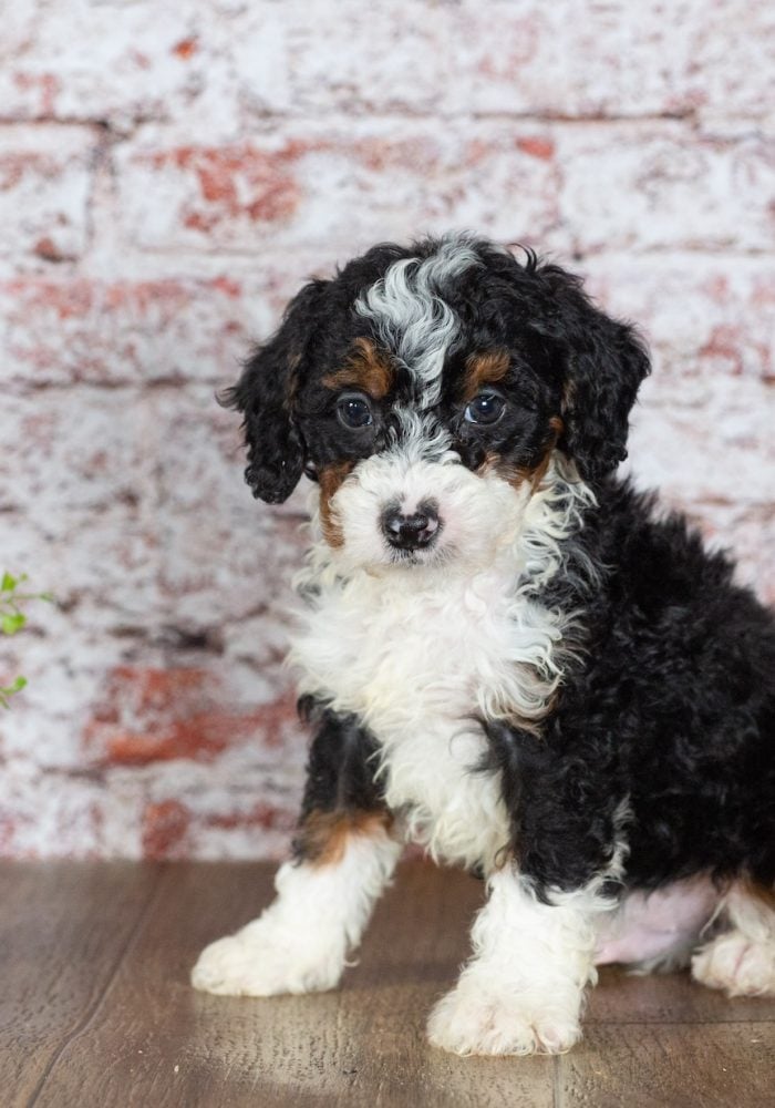 mini bernedoodle puppies for sale
