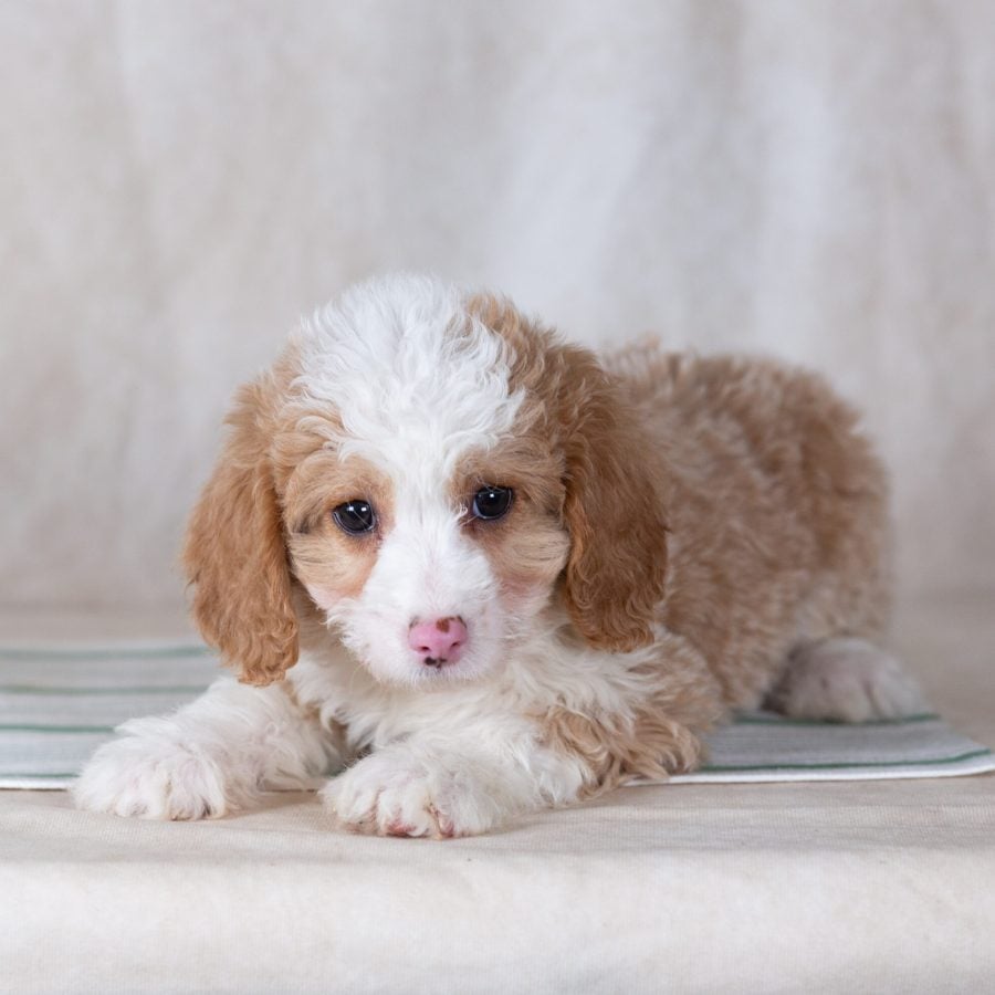 mini bernedoodle puppies for sale pa