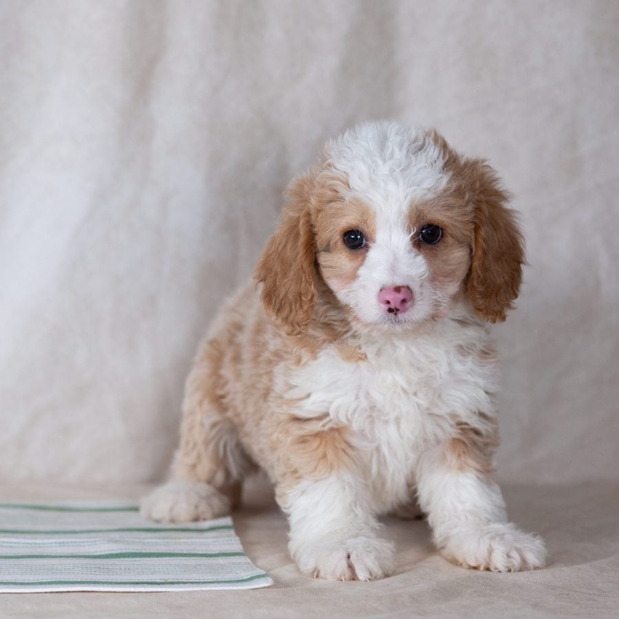mini bernedoodle puppies for sale