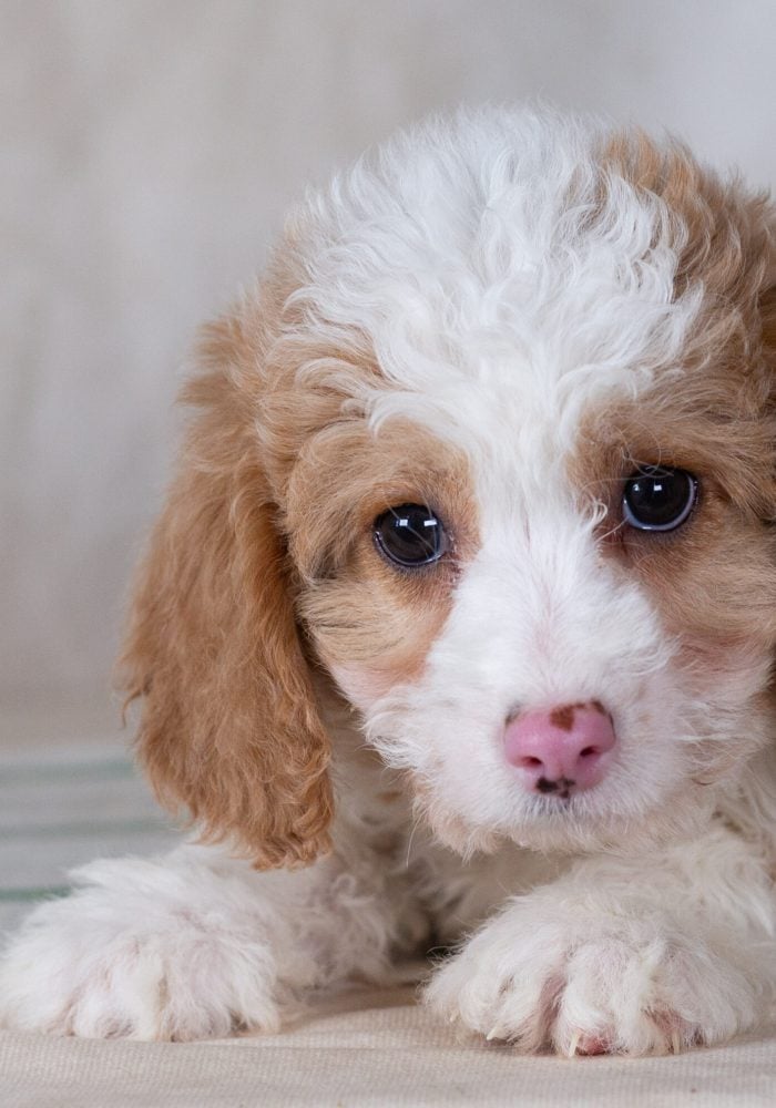 mini bernedoodle puppies
