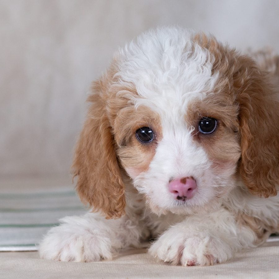 mini bernedoodle puppies