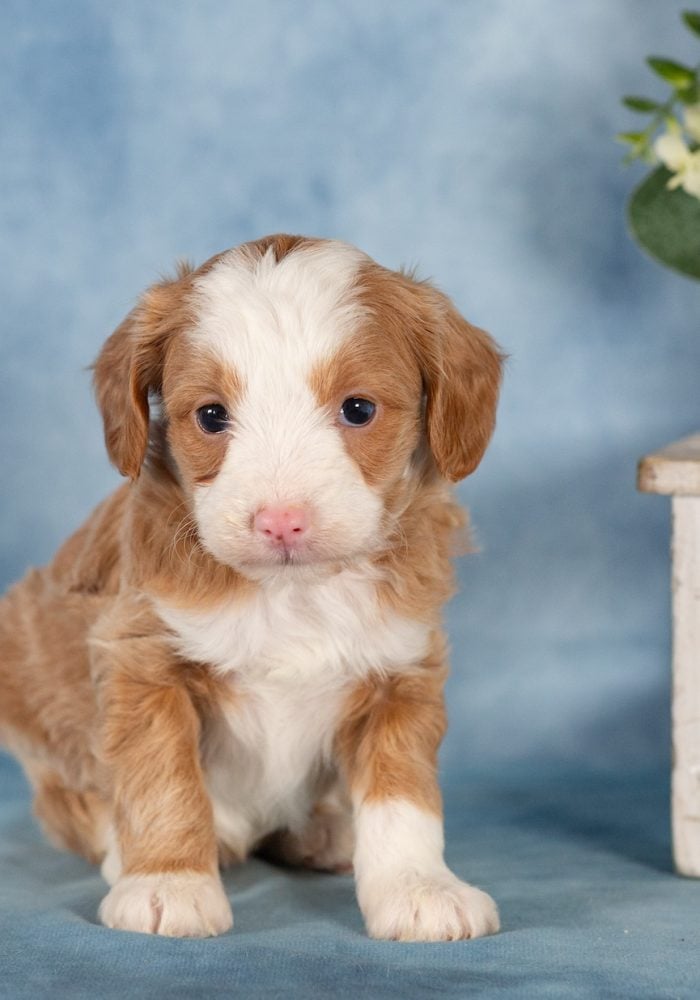 mini bernedoodle puppy