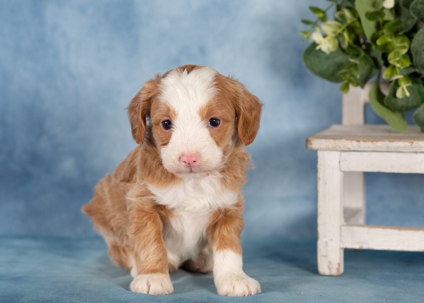 mini bernedoodle puppy