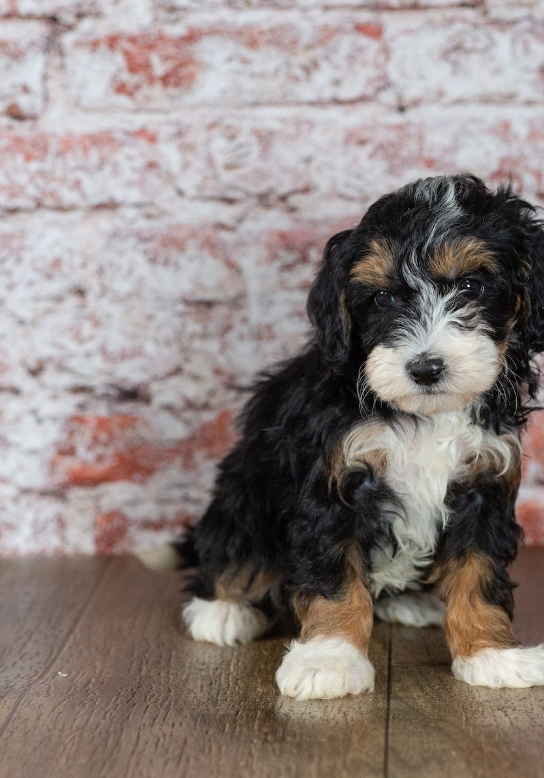 mini bernedoodle puppy