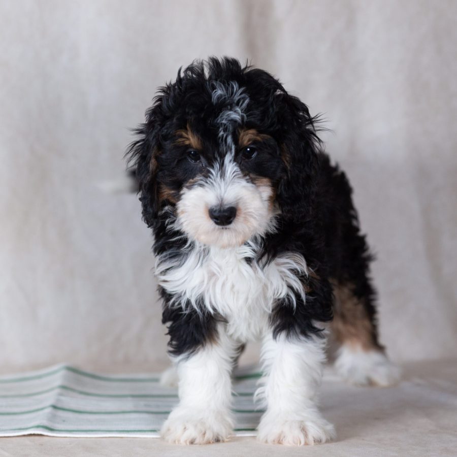 mini bernedoodle puppy