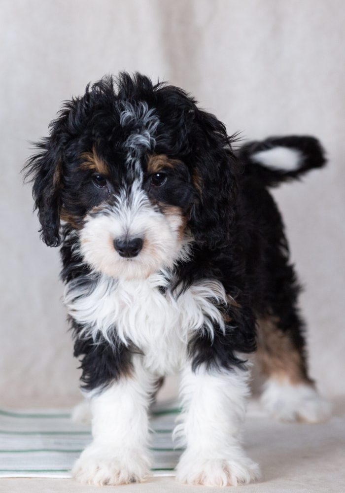 mini bernedoodle