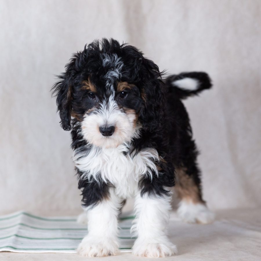 mini bernedoodle