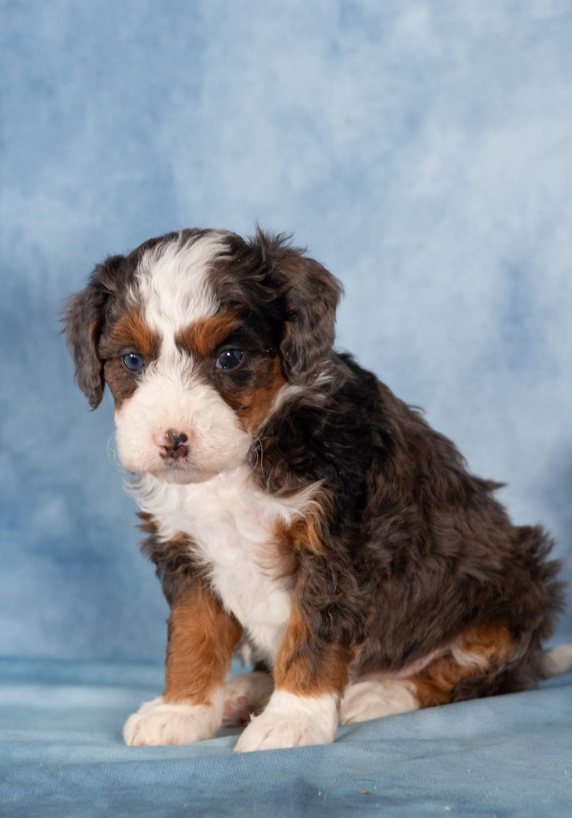 mini bernedoodles