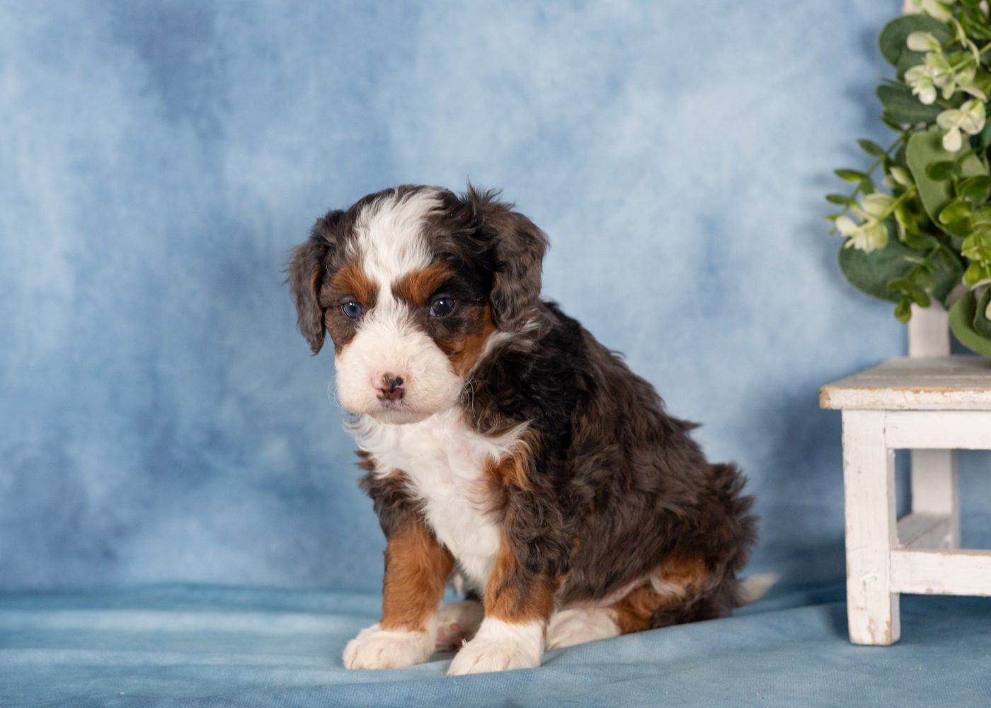 mini bernedoodles