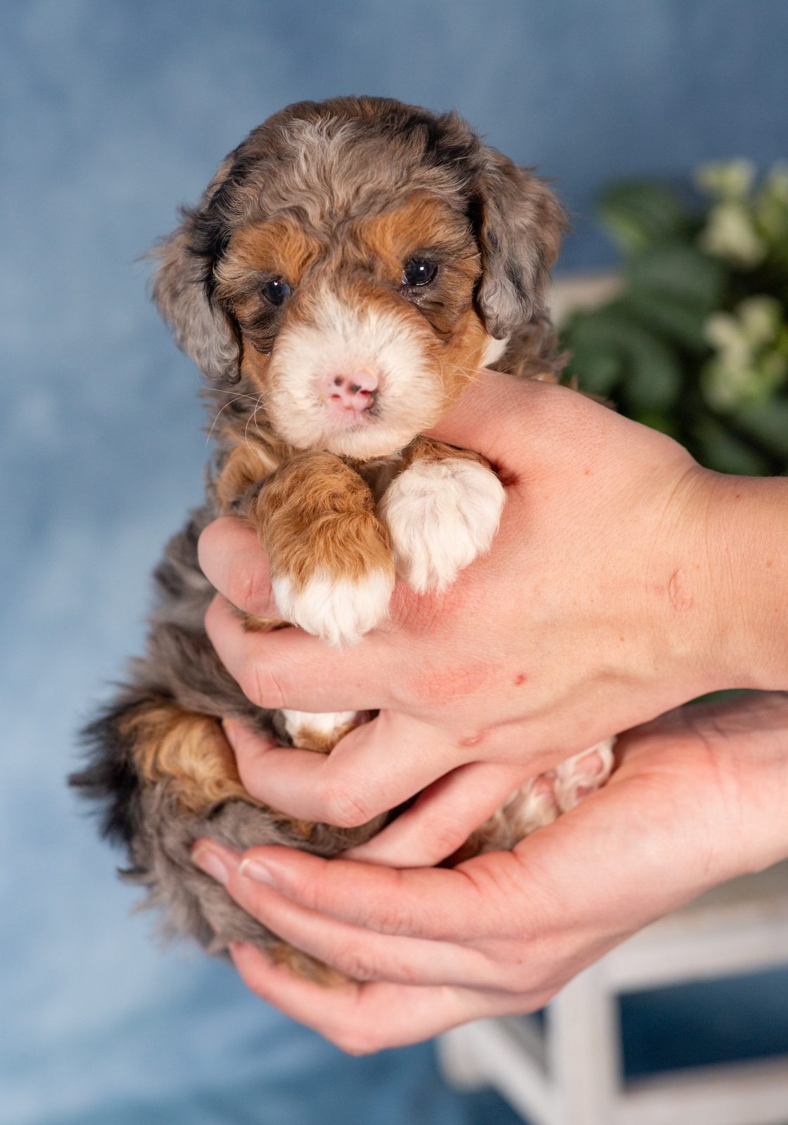 mini bernedoodles for sale in pa