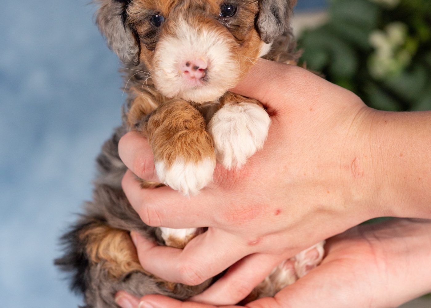mini bernedoodles for sale in pa