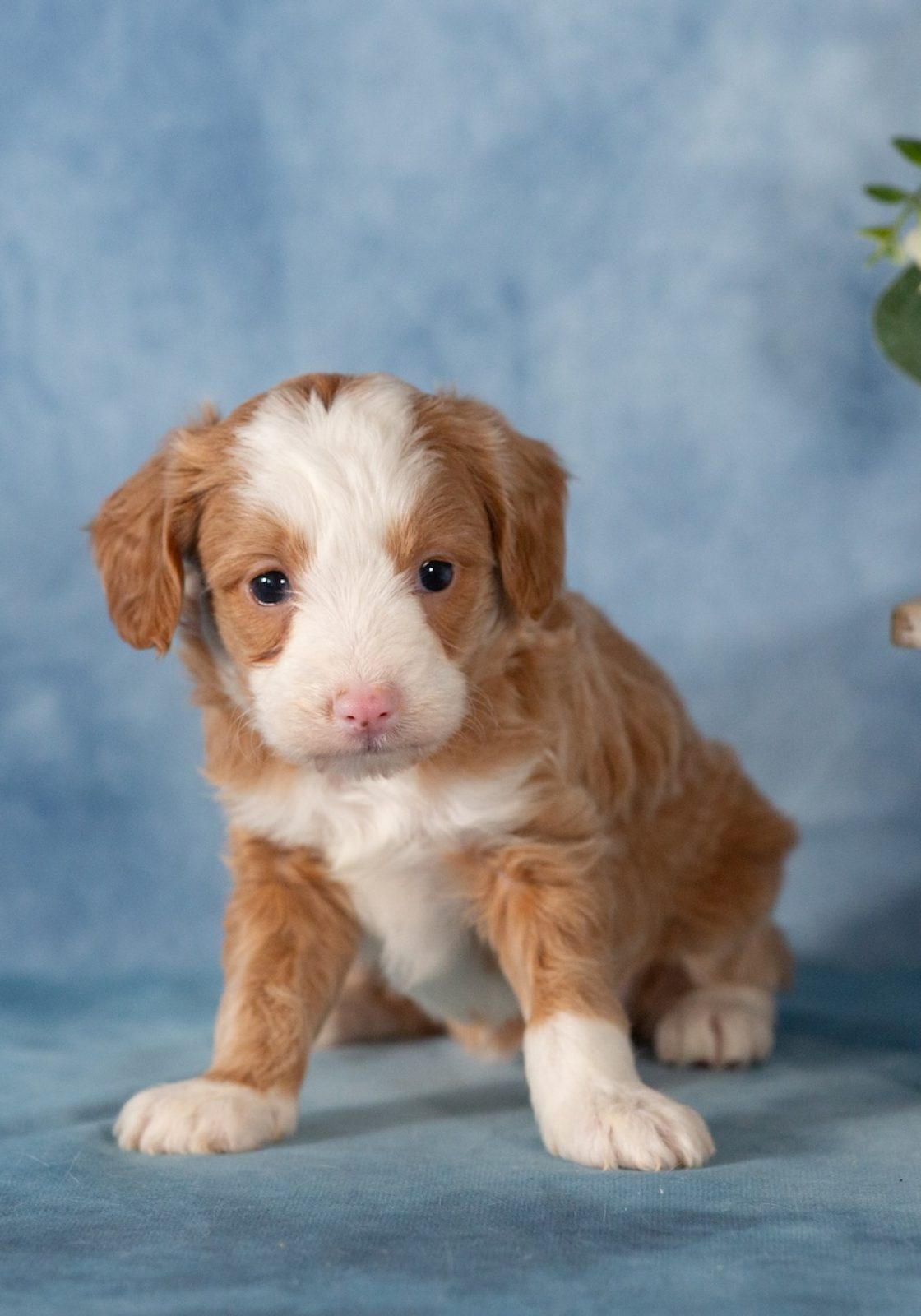 mini bernedoodles near me